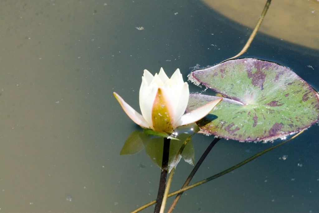 'Helvola' one light yellow flower and ane mottled leaf