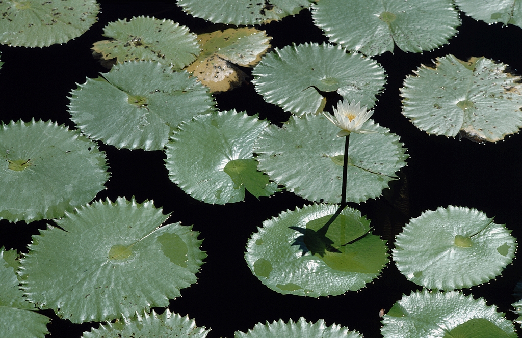 N. odorata Lily pads with frilly margins