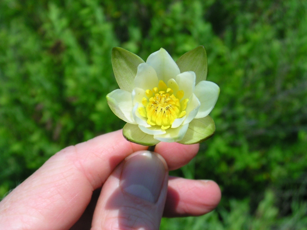 N. leibergii White flower with yellow stamens