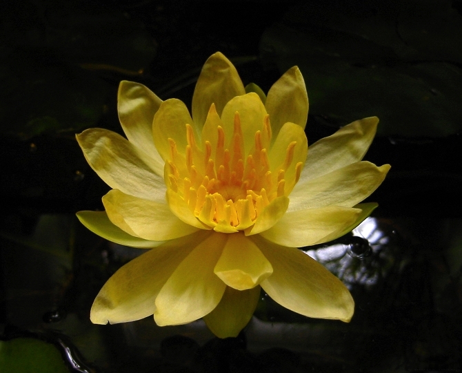 N. mexicana  Yellow flower cloe up