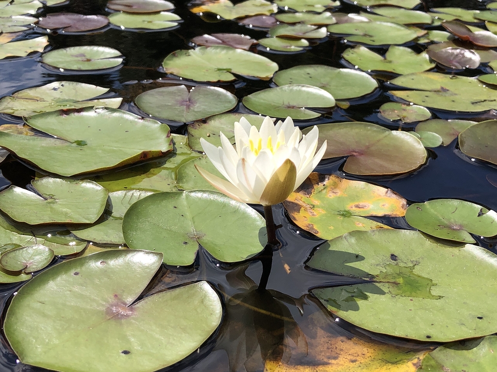 N. odorata white flower and green leaves