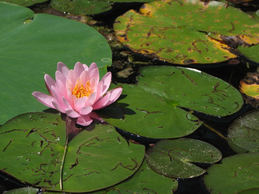 Pink flower and green lily pads