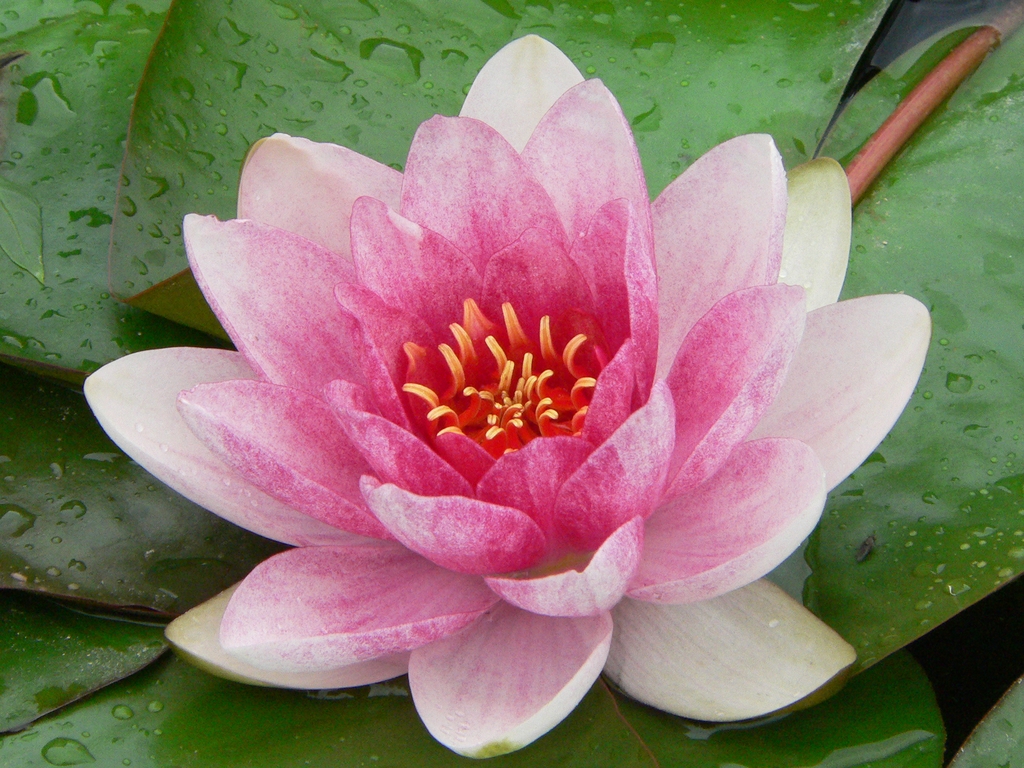 Pink flower detail
