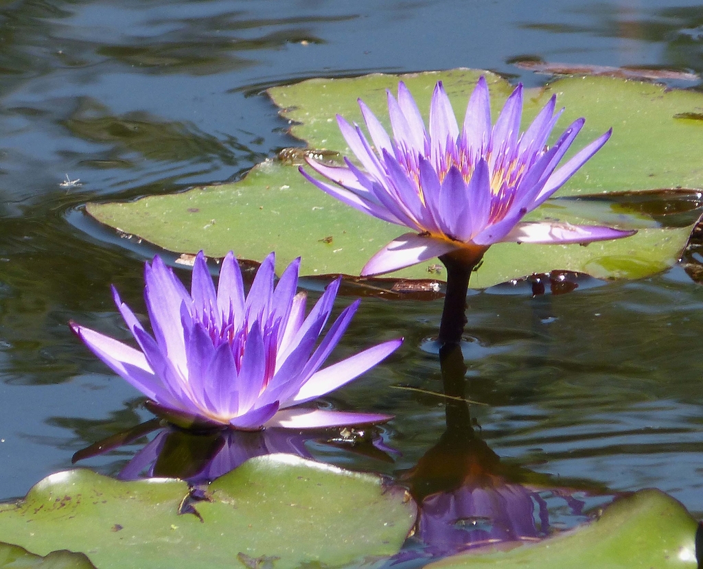 Lavender flowers of N. violacea