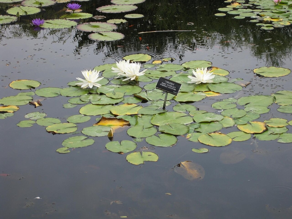 White petalled flowers and green leaves on water surface