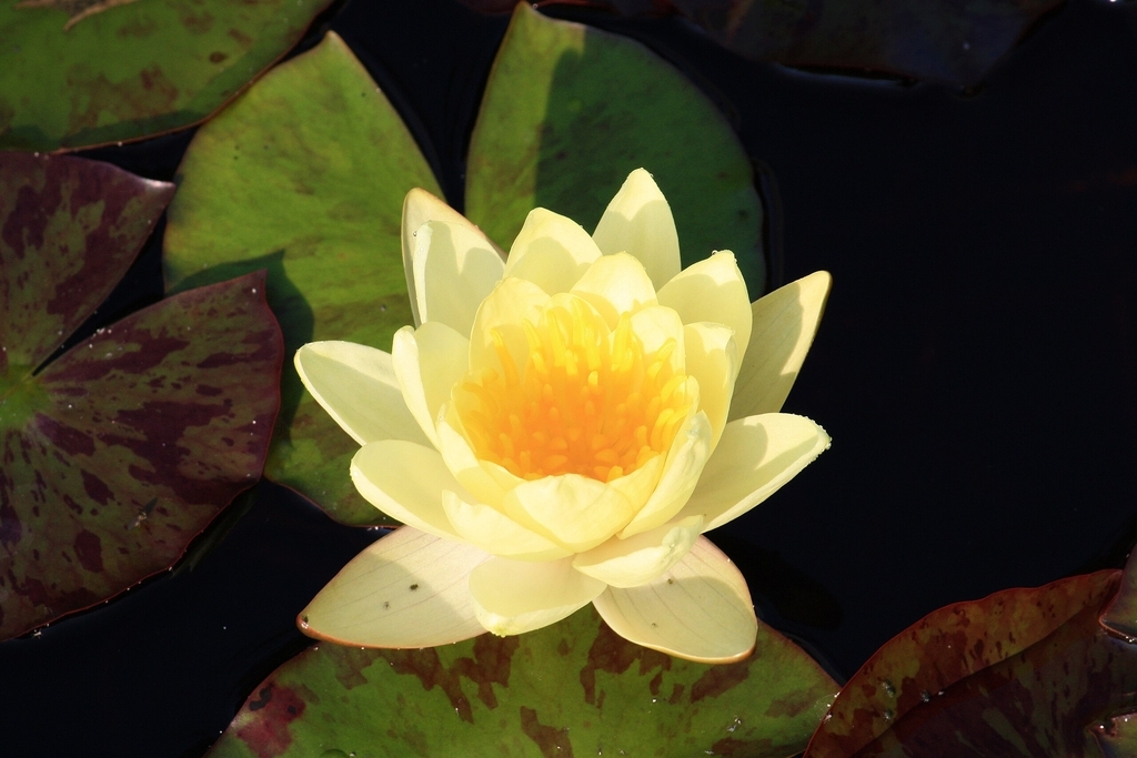 'Chromatella' Yellow cup-shaped flower