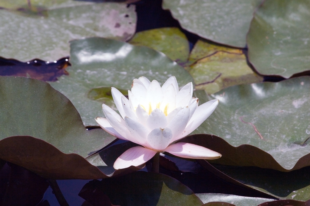 'Carnea' White flower with green leaves