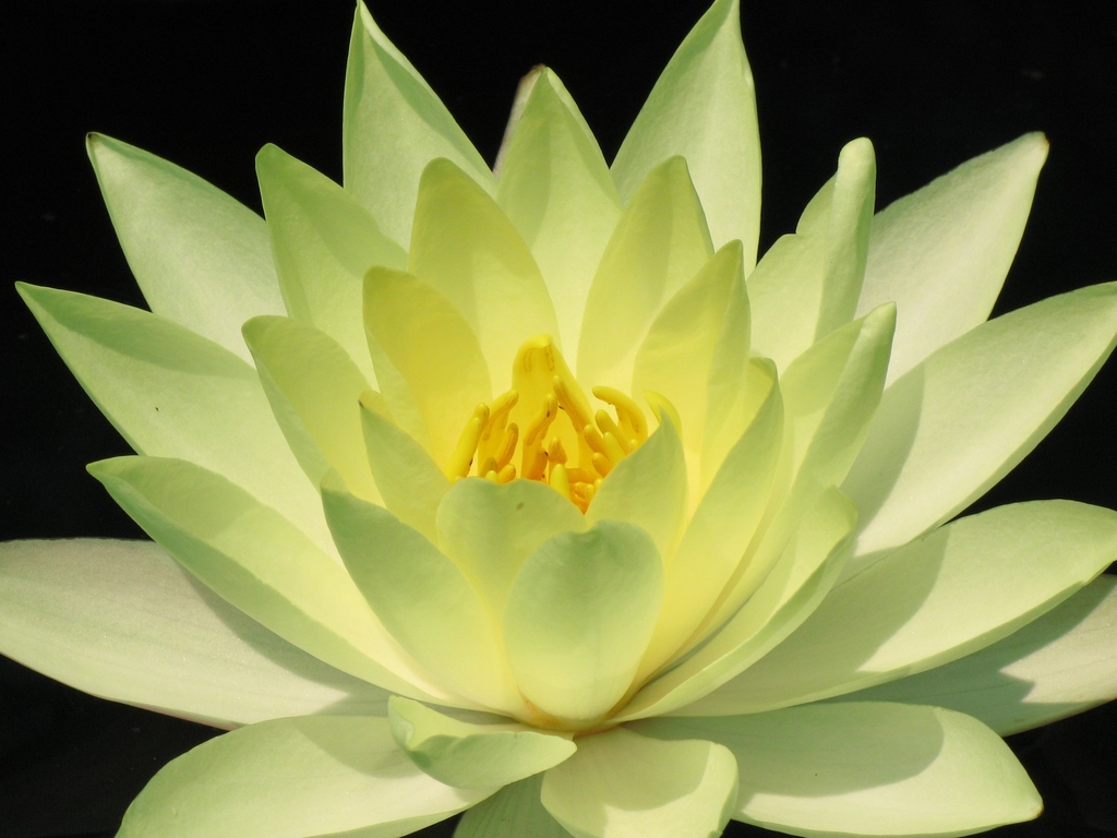 Closeup of a large yellow flower