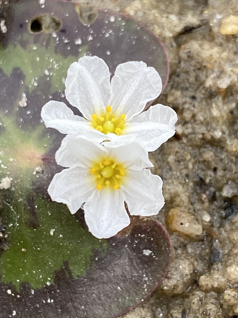 Flower detail