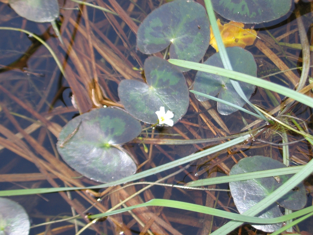 Foliage