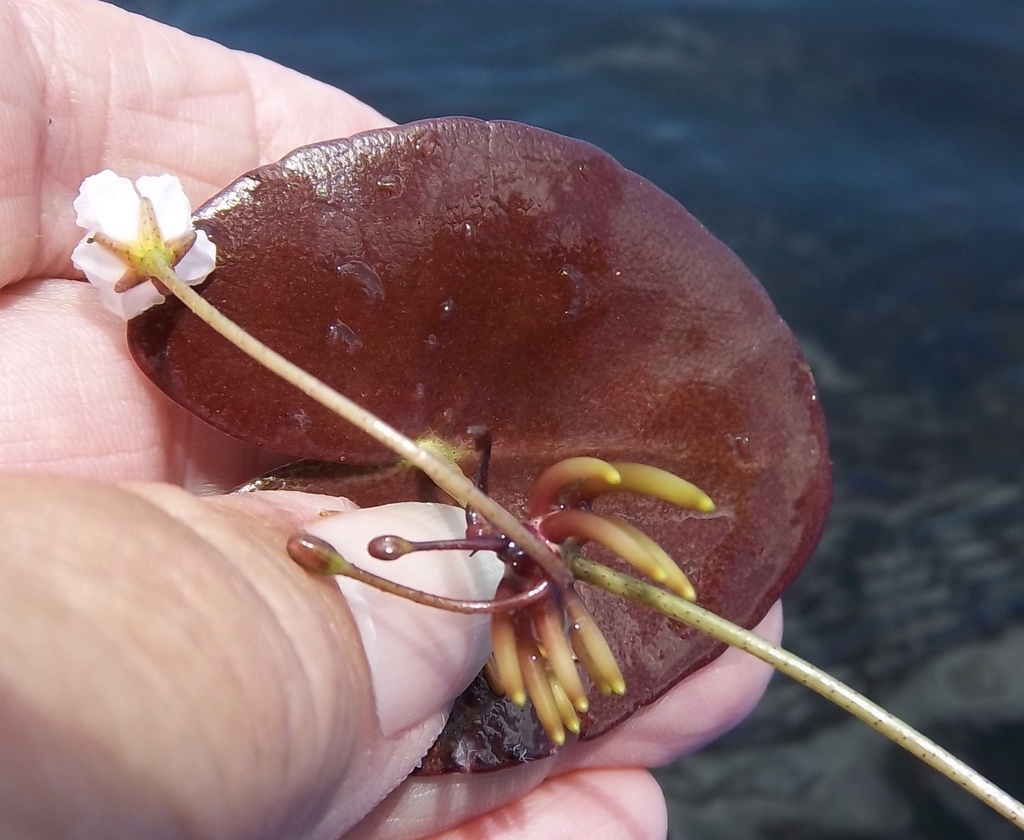 Stem, red underside of leaf and floating roots