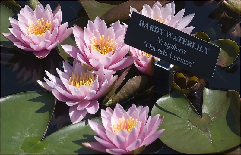 'Luciana' - Three pink flowers with yellow centers
