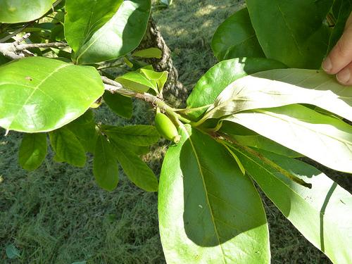 Simple, ovate, alternate leaves.