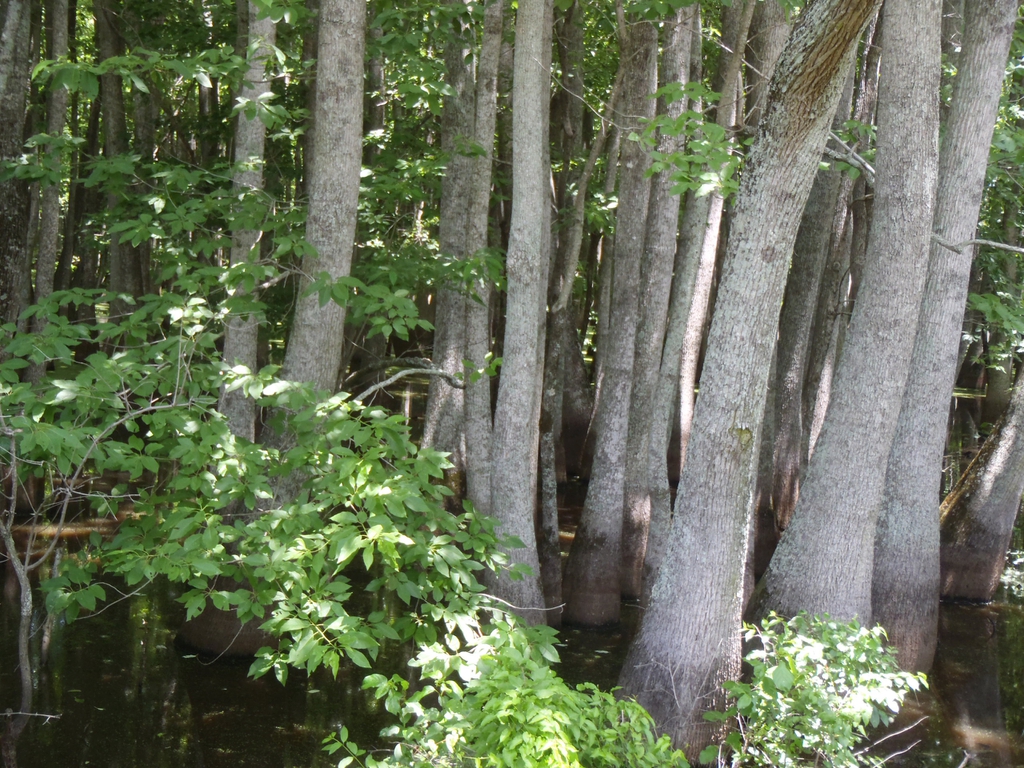 Stand of trees with swollen, flaring trunk bases