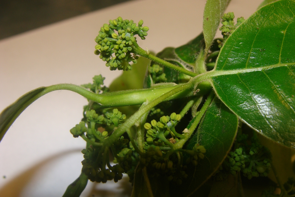 leafy shoot with small green flower buds