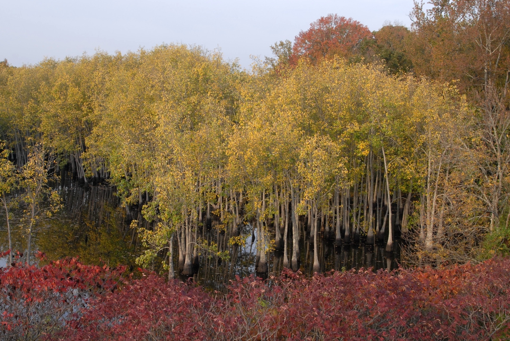 Stand of trees with swollen, flaring trunk bases