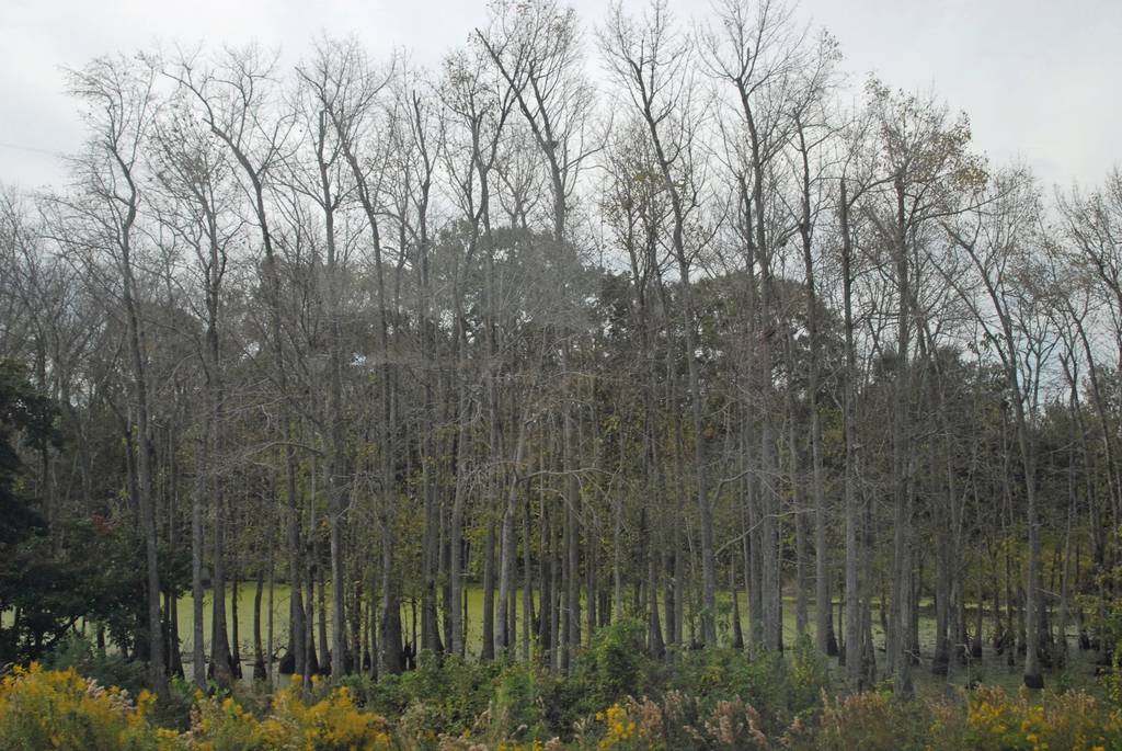 Stand of trees with swollen, flaring trunk bases