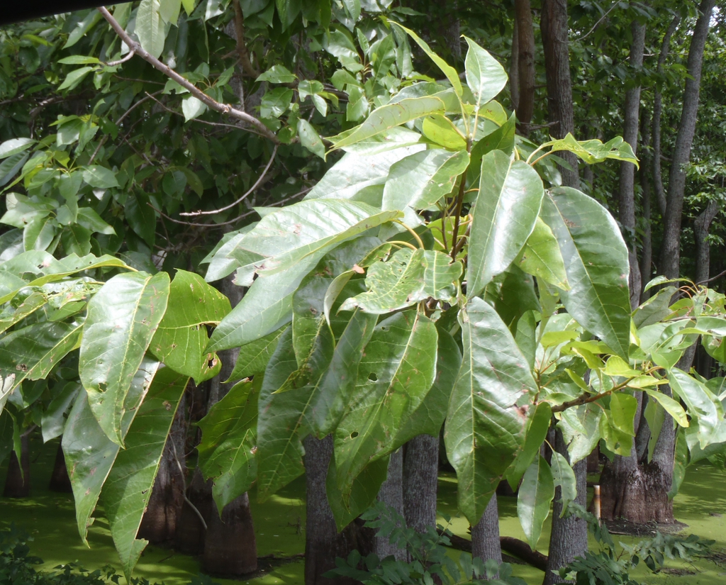 Foliage showing alternate, ovate, simple leaves.