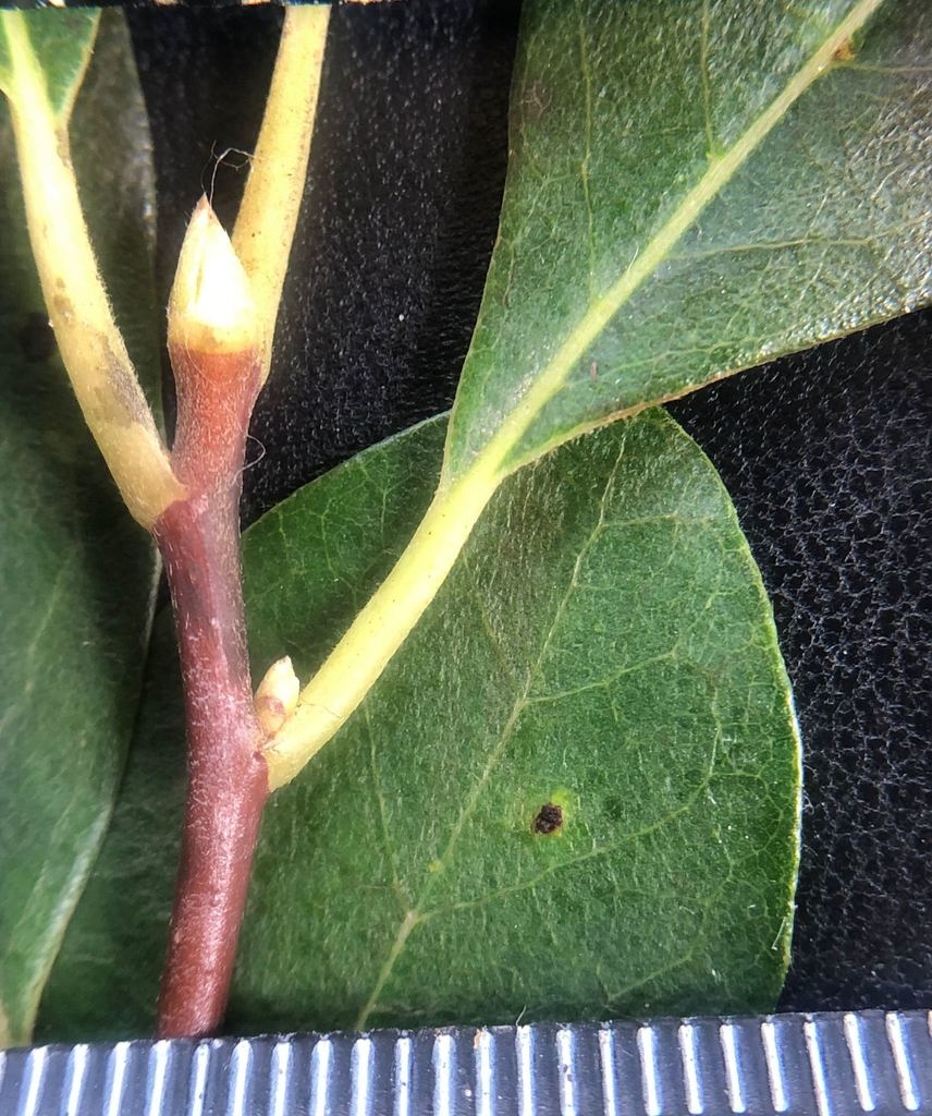 Stem pointed terminal bud and axillary bud subtended by a leaf.