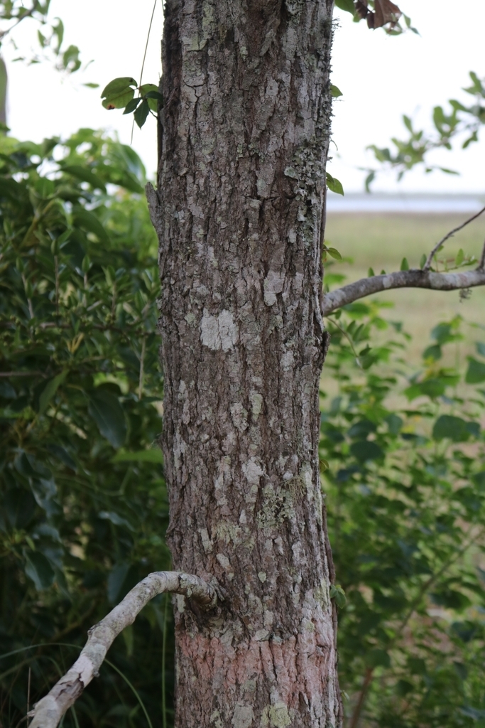 Trunk with rough, platy bark.