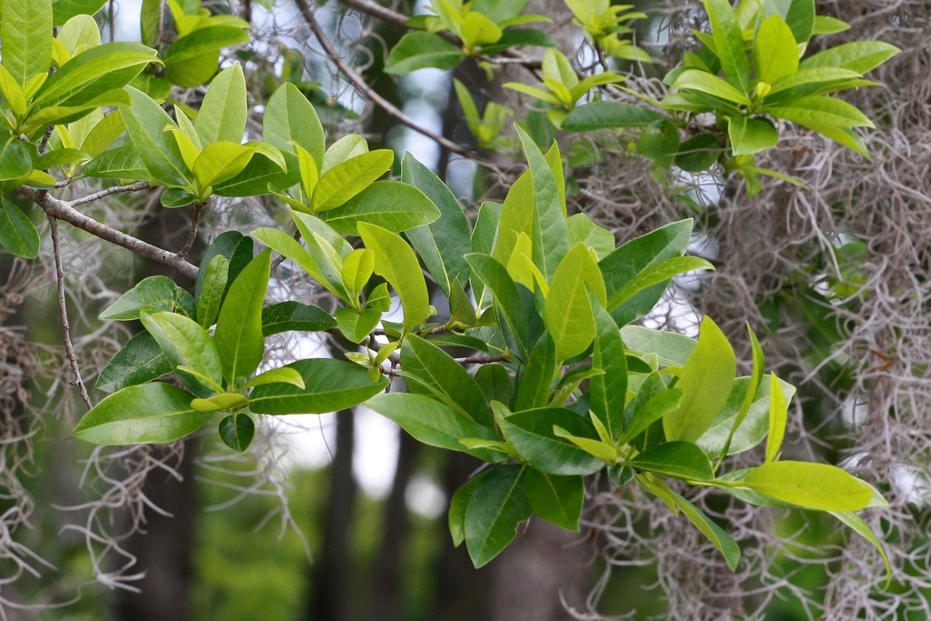 Branch with alternate, simple leaves & tangles of Spanish moss.