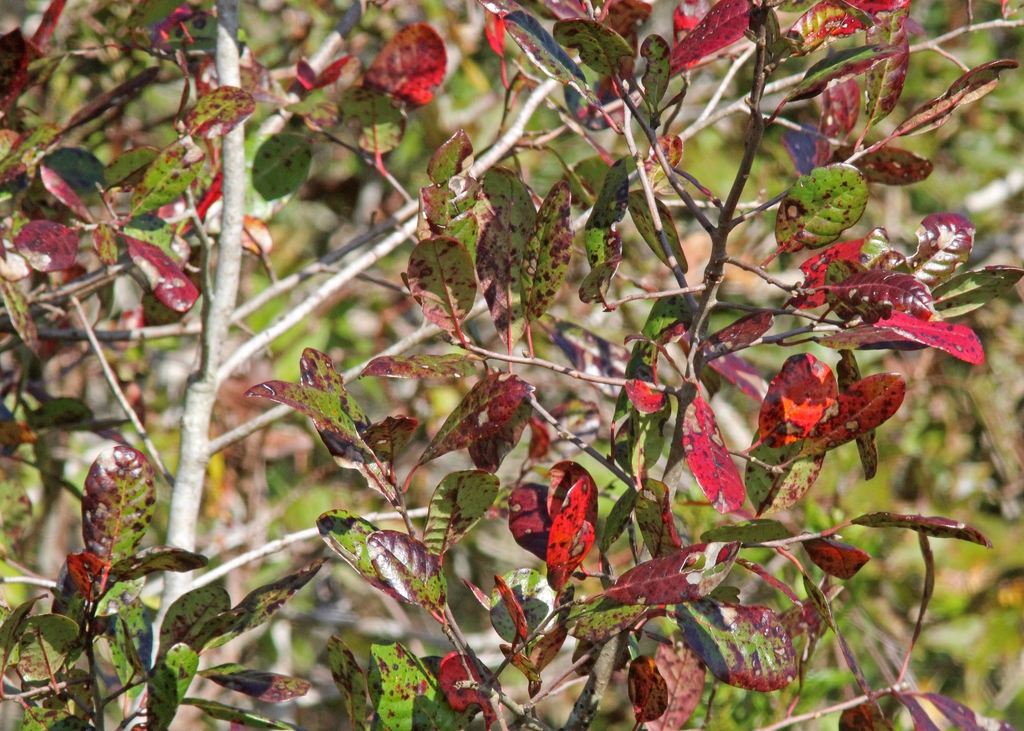 Branches with simple leaves turning bright read.