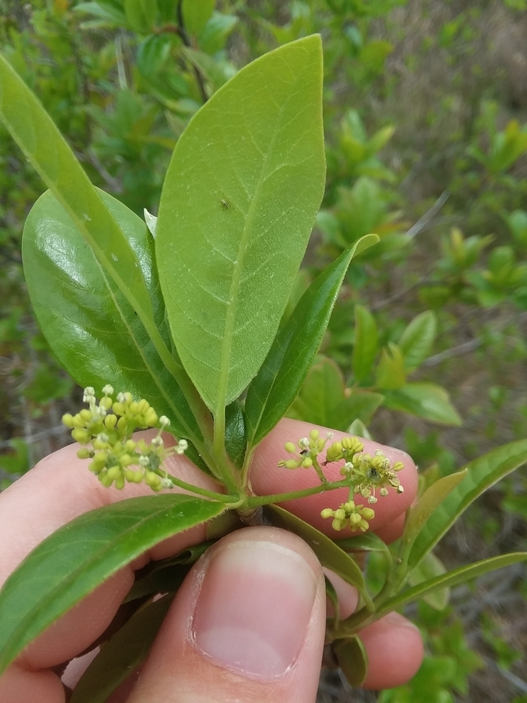 Hand holding shoot with small, green flowers.
