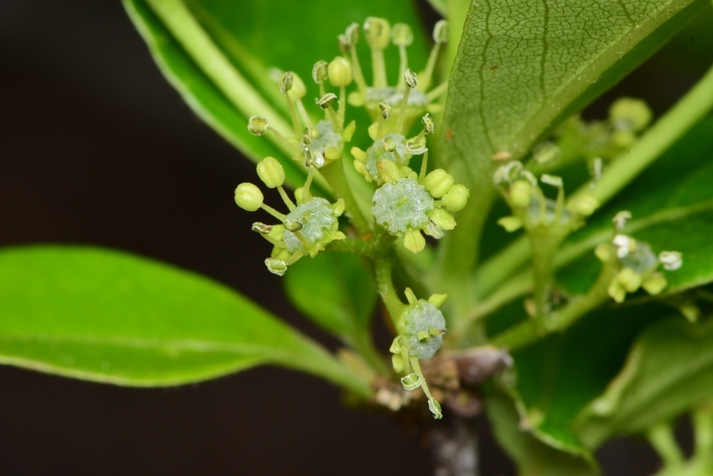 Cluster of small green flowers