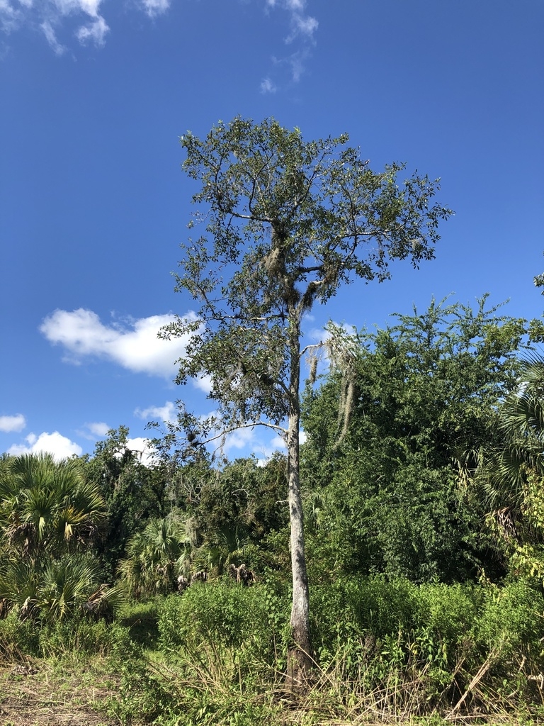 Solitary erect tree with irregular crown.