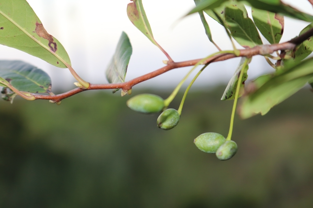 Leafy shoot bearing green, olive-like fruits.