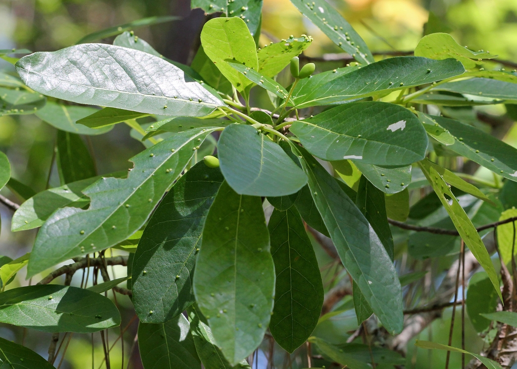 Branch with alternate, simple leaves & green, olive-like fruits.