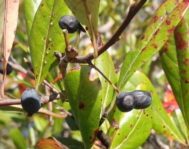Leafy shoot bearing black, olive-like fruits.