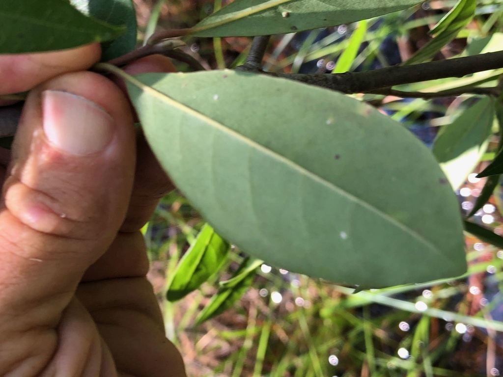 Underside of a simple, elliptical leaf with a single midvein.