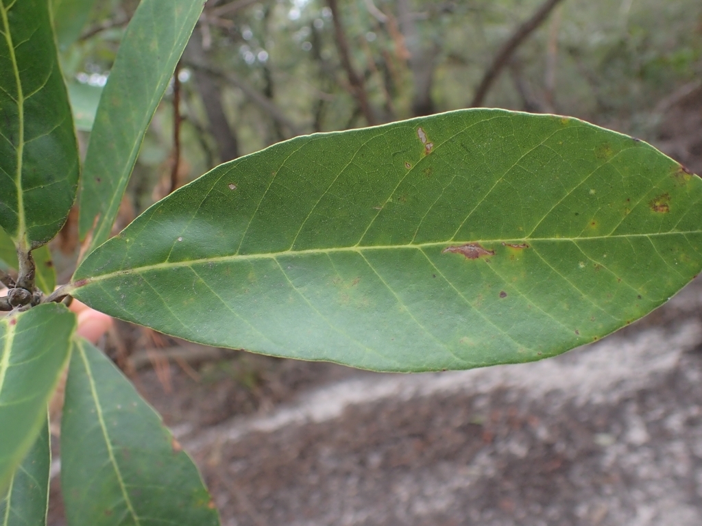 Closeup of oval green leaf