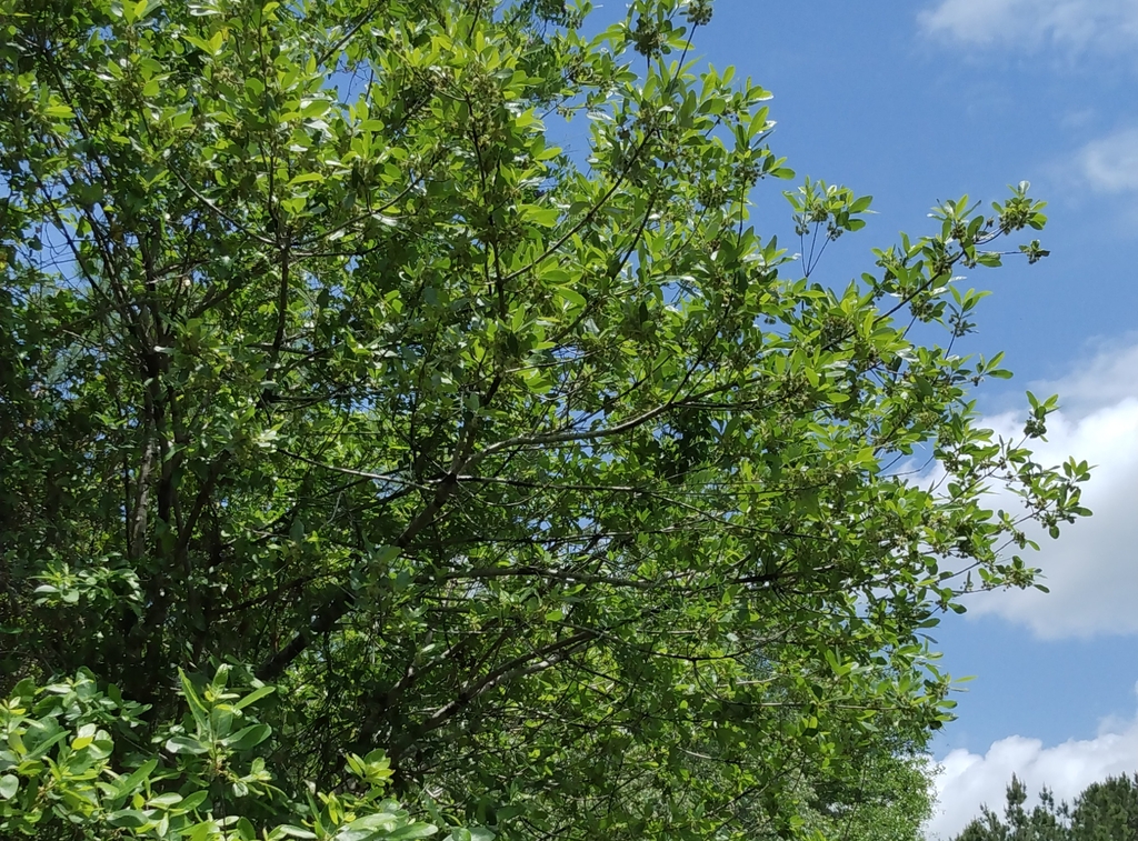 Form of the tree