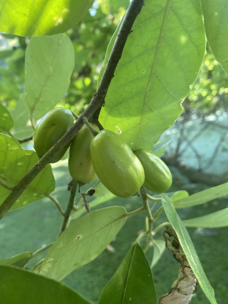 Green oval fruits