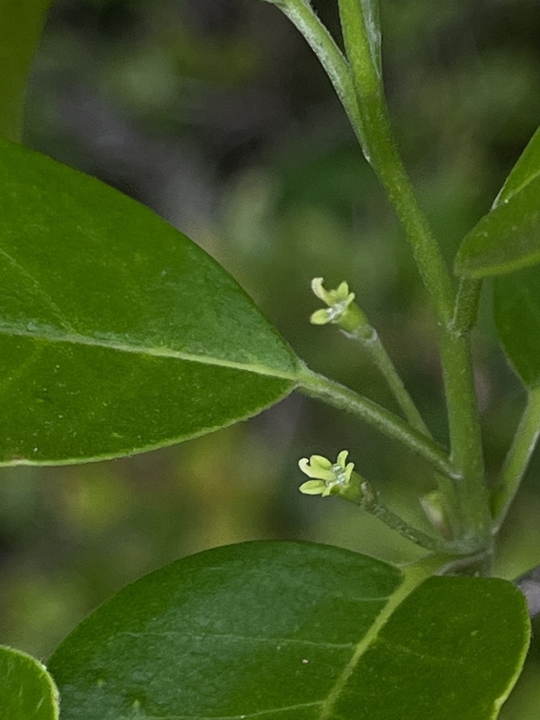 Green leaves and 2 small white flowers at leaf juncture