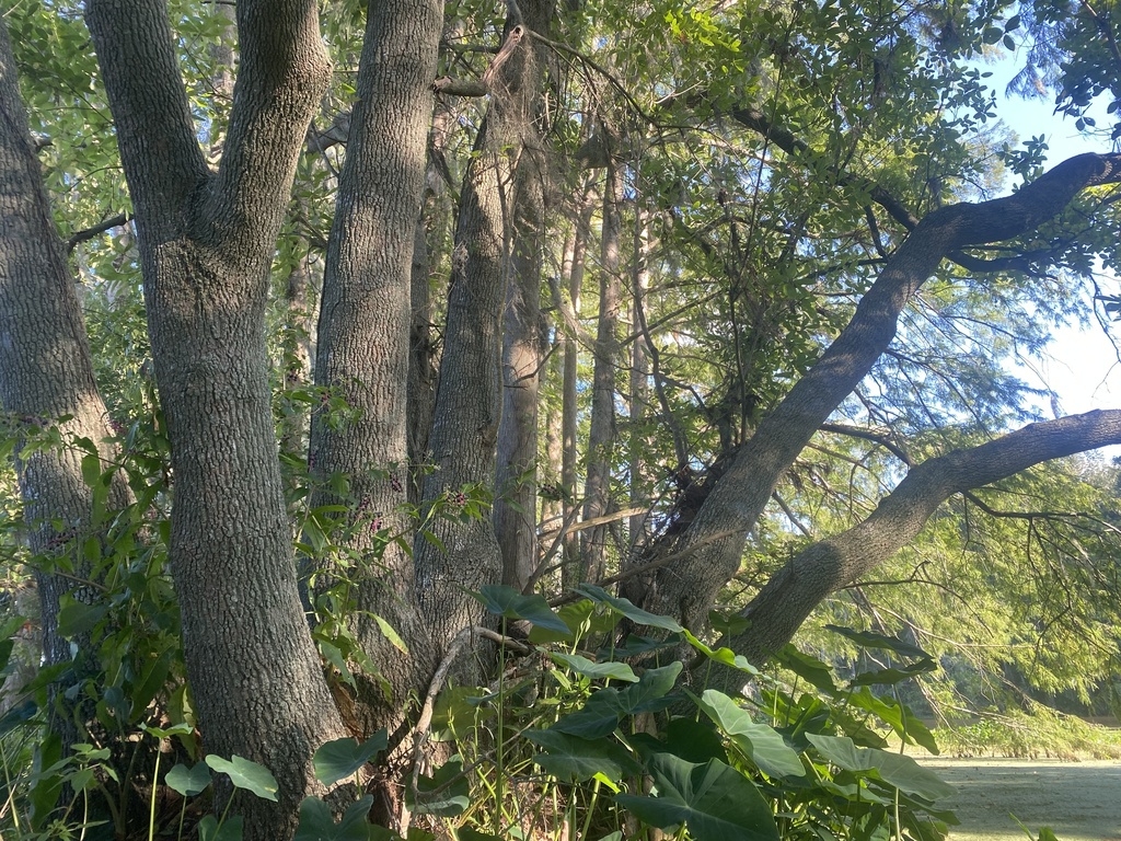 Brown trunks of the tree