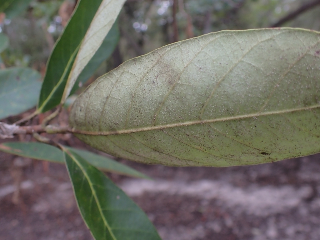 Underside of leaf