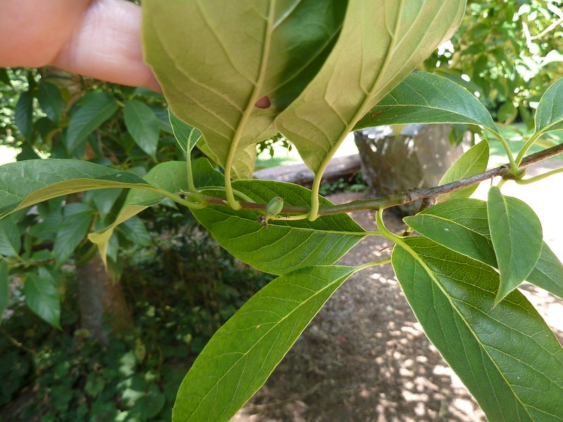 Large, ovate, entire leaves
