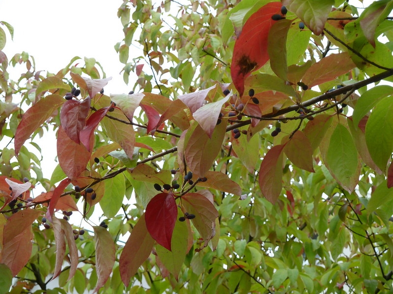 Reddish leaves and black, olive-like fruits.