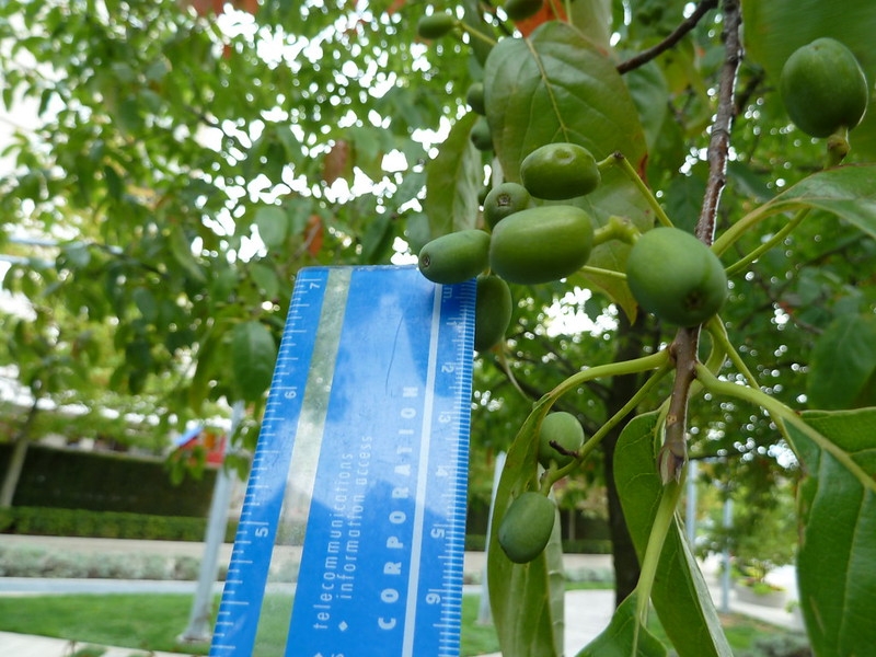 ruler next to green fruits to show they are ca. 3 cm long.