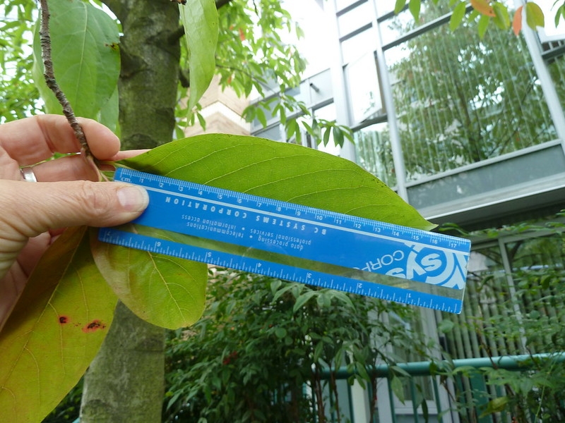 ruler next to a leaf to show it is ca. 16 cm long.