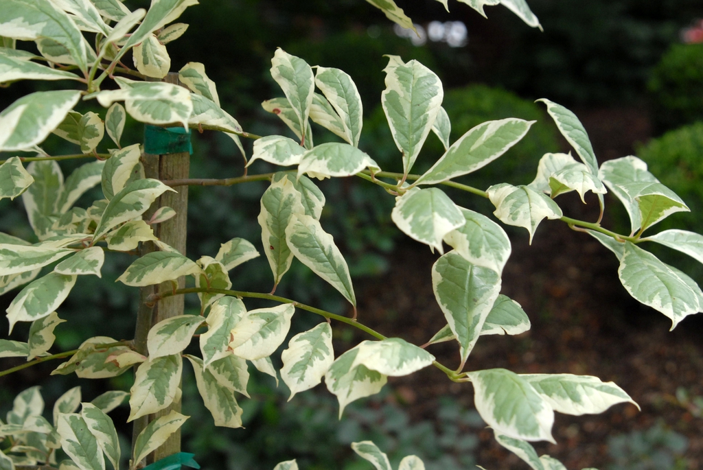 Leafy shoot with leaves variegated with creamy whites