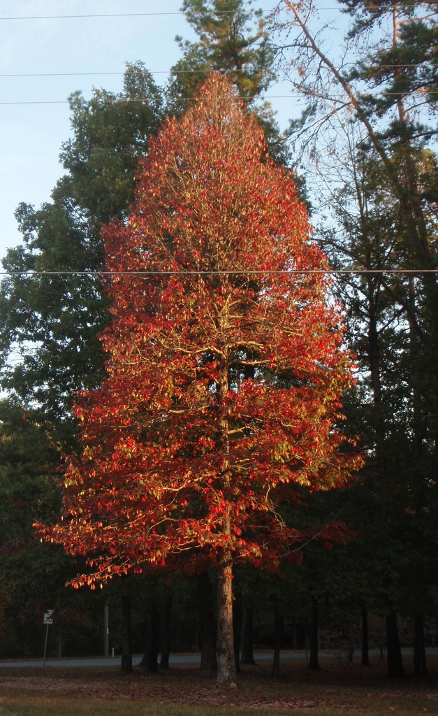 Ovoid crown with bright red foliage.
