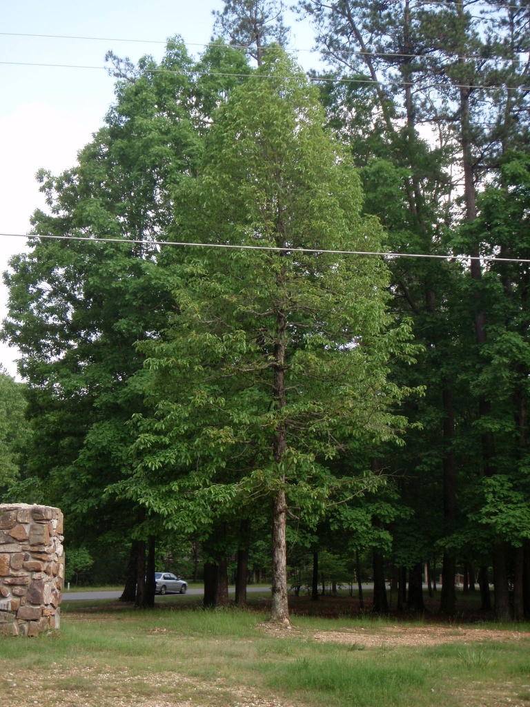 Tree with dense ovoid crown
