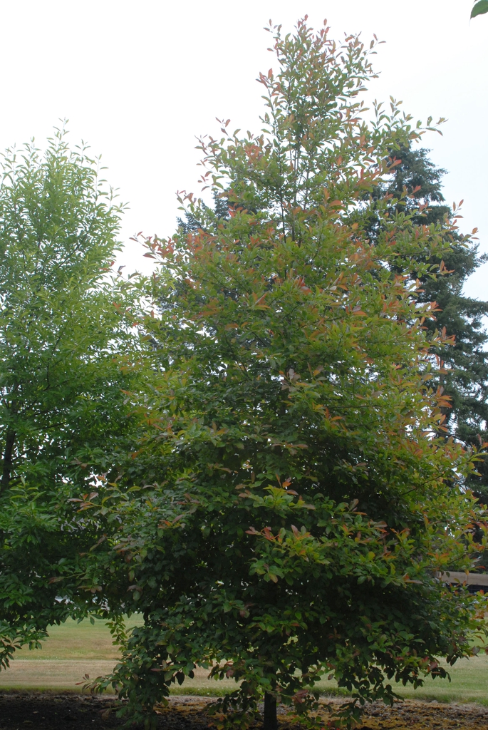 Small tree with reddish new leaves emerging from green crown
