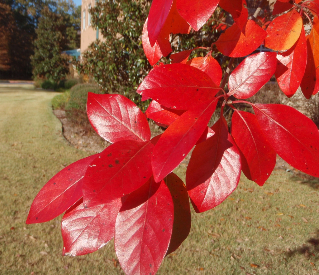 Fall Leaves, bright scarlet.