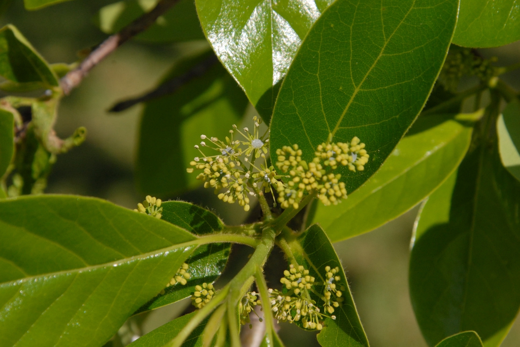 close-up of a cluster of buds and small green flowers.