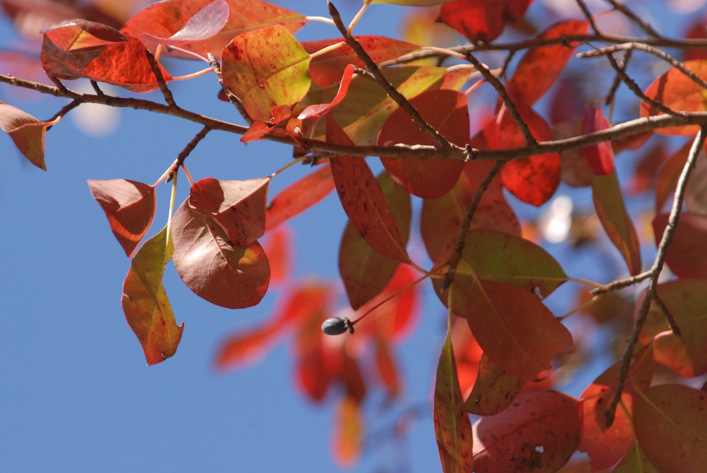 Leafy shoot with fall color bearing a blackish drupe.
